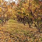 Aux Pieds Des Vignes Classee 2clefs Proximite Des Marches De Printemps Frühstückspension