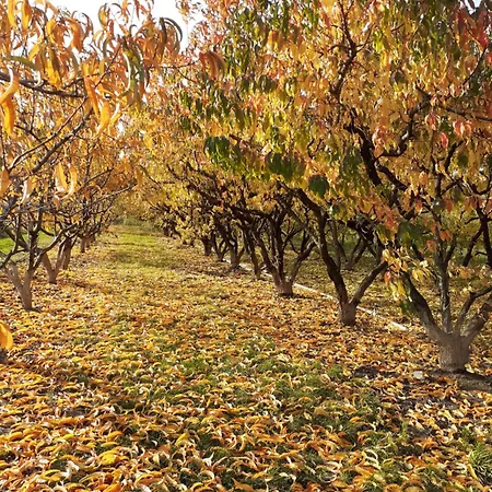 Aux Pieds Des Vignes Bed & Breakfast