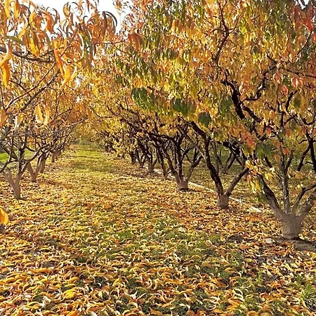 Aux Pieds Des Vignes Classee 2clefs Local Pour Velos Bed and Breakfast Ingersheim