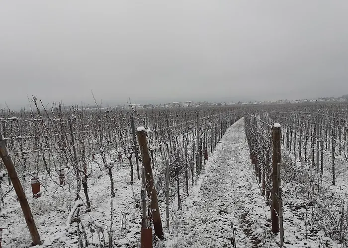 Nocleg ze śniadaniem Aux Pieds Des Vignes Classee 2clefs Proximite Des Marches De Printemps